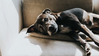 Hund liegt steif