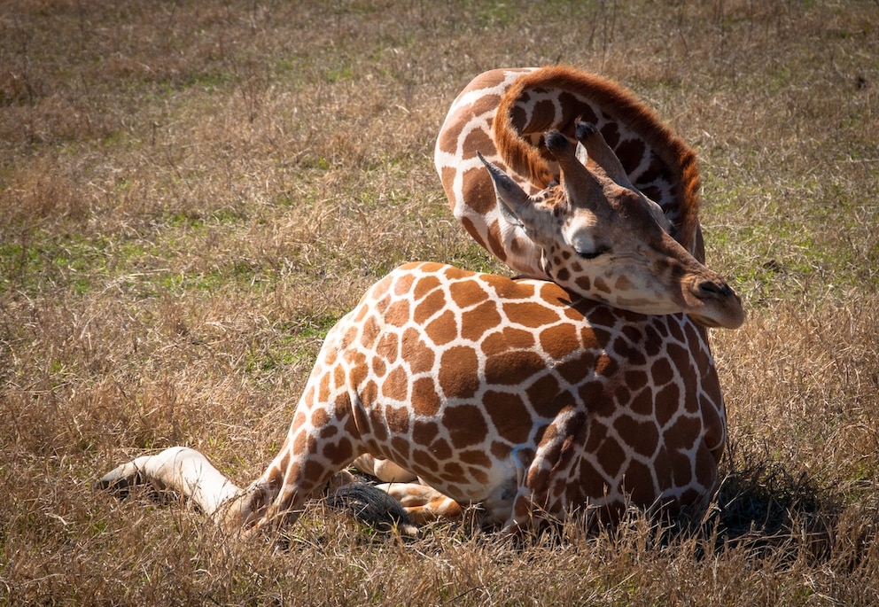 Giraffe in ihrer ungew&ouml;hnlichen Schlafposition.