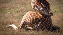 Giraffe schl&auml;ft in komischer Haltung