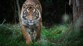 Tiger läuft frontal zu