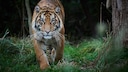 Tiger l&auml;uft frontal zu