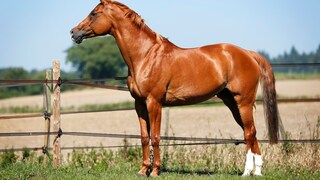 Fuchs Trakehner