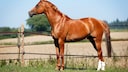 Fuchs Trakehner