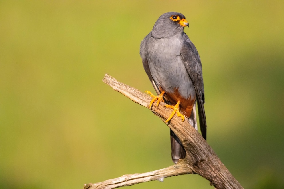 Rotfu&szlig;falke (Falco vespertinus) auf Ast