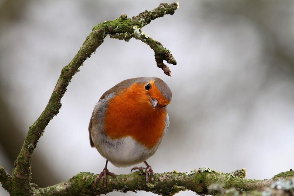 A curious robin on a branch