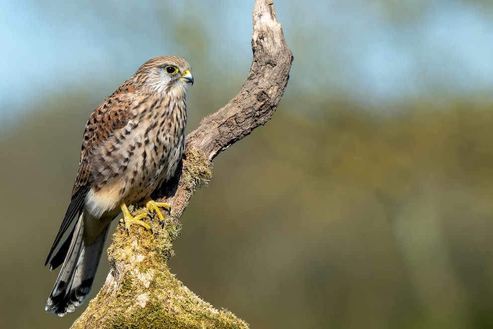 Turmfalke sitzt auf Ast