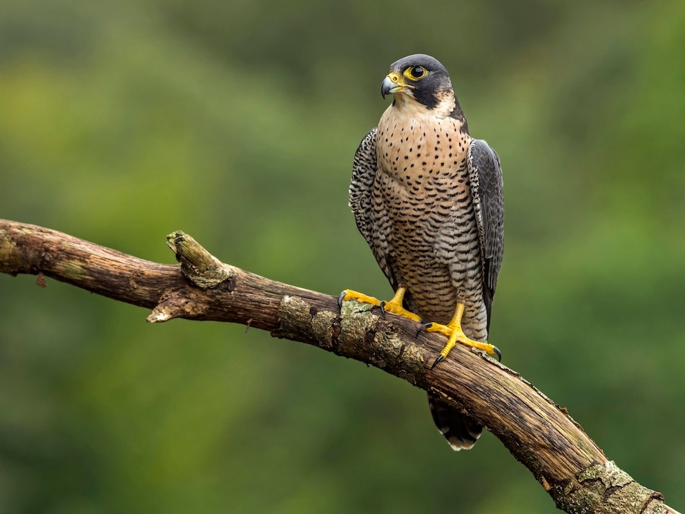 Wanderfalke auf Ast