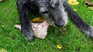 Hund kaut an rohem Stück Fleisch