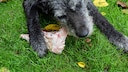 Hund kaut an rohem St&uuml;ck Fleisch