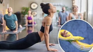 Collage aus Yoga-Klasse und Python auf einer Hand