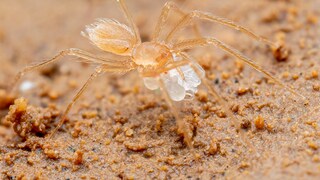 Der Vangvieng-Höhlenzwerg (Speocera vangvieng) misst nur etwa einen Millimeter Körperlänge.