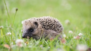 Ein junger Igel auf einer Wiese