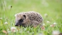 Ein junger Igel auf einer Wiese