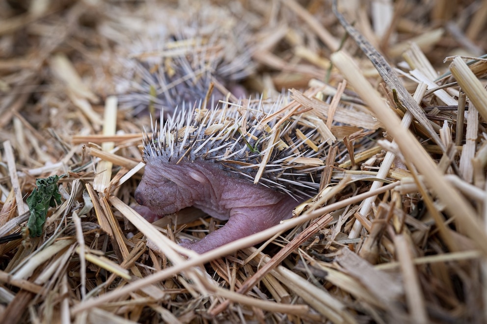 Babyigel in ihrem Nest