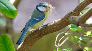 Blaumeise mit Nistmaterial auf einem Ast