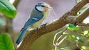 Blaumeise mit Nistmaterial auf einem Ast
