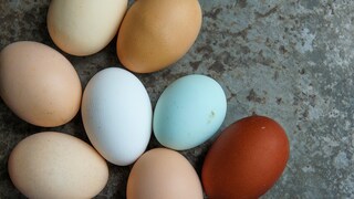 Neun verschiedene bunte Eier von verschiedenen Hühnern