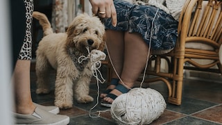 Ein Cockapoo stiehlt ein Wollknäuel trotz Ermahnung