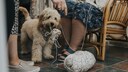 Ein Cockapoo stiehlt ein Wollknäuel trotz Ermahnung