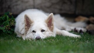 Hund liegt auf dem Rasen