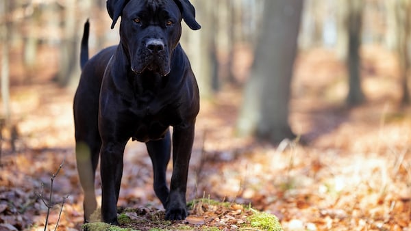 Großer schwarzer Hund auf Waldweg
