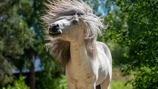 Pferd schüttelt Kopf