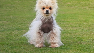 Zwergspitz mit Black Skin Disease, Alopezie X