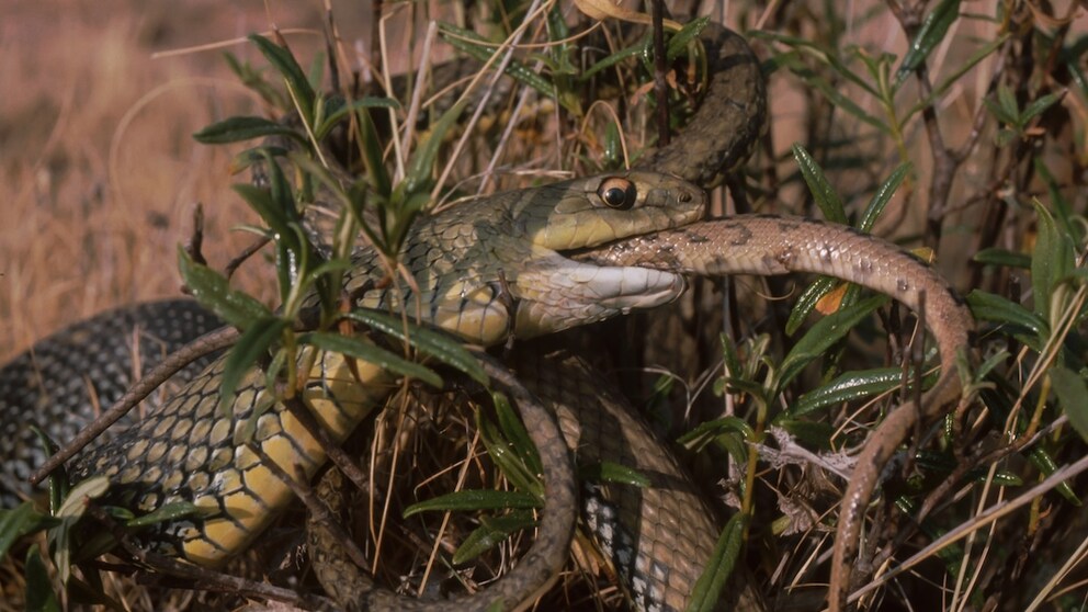 Westliche Eidechsennatter (Malpolon monspessulanus) frisst eine andere Schlange