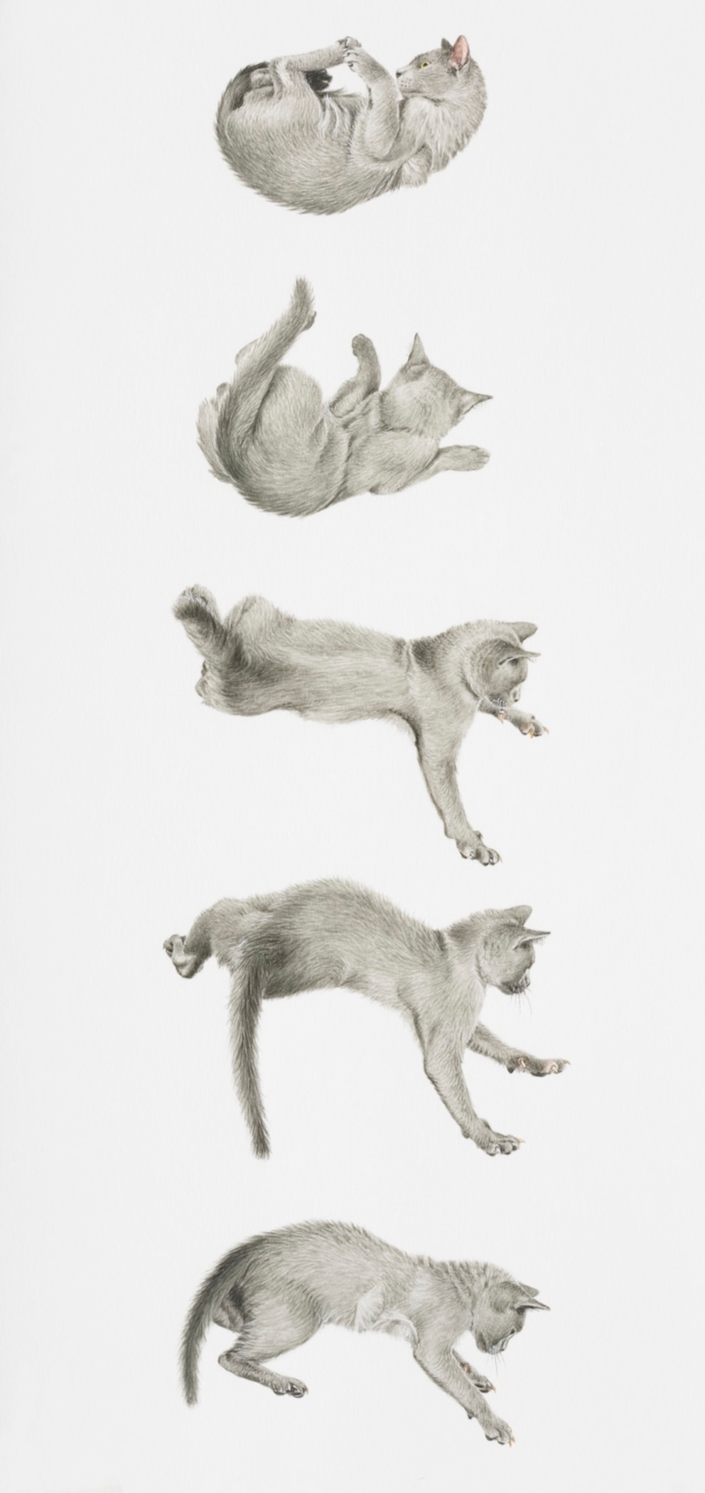 Katze im Fall &ndash; einzelne Sequenzen der Drehung