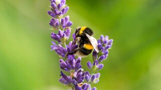 Hummel sammelt an Lavendelblüte