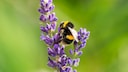 Hummel sammelt an Lavendelbl&uuml;te