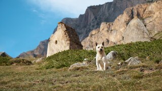 Ein Hund vor einer bergigen Kulisse