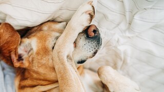 Nahaufnahme von einem Hund, der im Bett liegt und seine Pfote vor die Augen hält