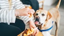 Hund sitzt neben Menschen, der ein Vroissant isst und starrt mit heraushängender Zunge aufs Essen