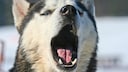 Husky mit offenem Maul