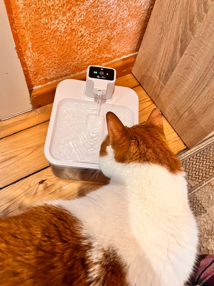 Cat Remo at the water fountain