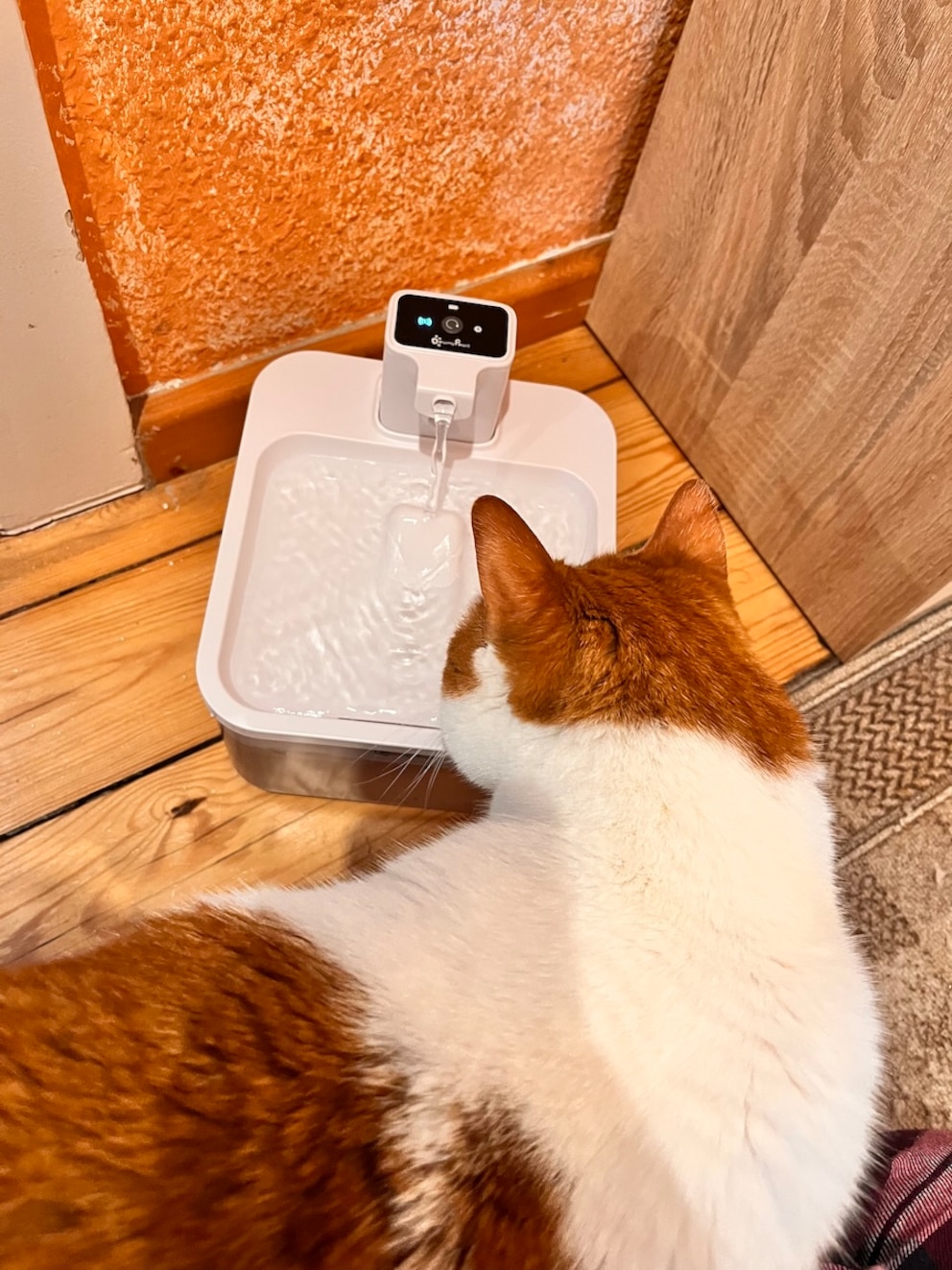 Kater Remo am Trinkbrunnen