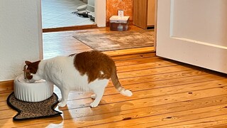 Kater Remo trinkt aus Trinkbrunnen