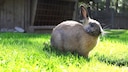 Ein Kaninchen sitzt vor dem Außengehege auf der Wiese