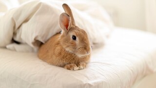 Kaninchen liegt auf dem Bett und stellt ein Ohr auf
