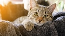 Katze liegt in einem K&ouml;rbchen und schaut entspannt