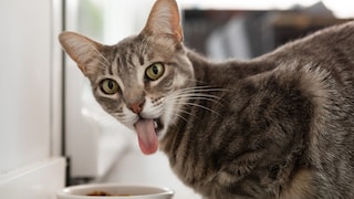Katze streckt beim gegen die Wand essen die Zunge raus