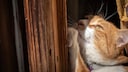 Orange Katze kratzt am Türrahmen