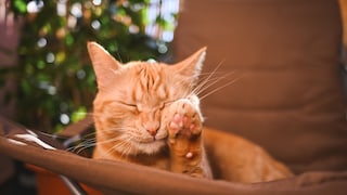 Katze liegt entspannt auf dem Catio in einem Stuhl