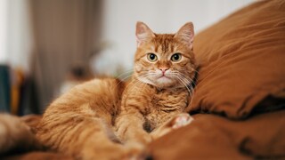 Katze liegt auf Sofa