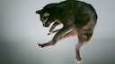 Katze im Fall