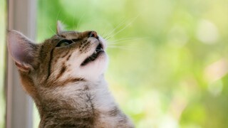 Katze mit halb geöffnetem Mund