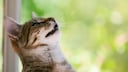 Katze mit halb ge&ouml;ffnetem Mund