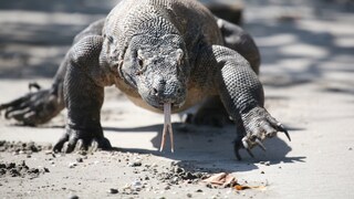 Komodowaran am Strand