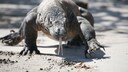 Komodowaran am Strand